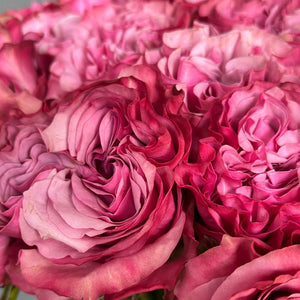 50 Garden Roses Country Blues