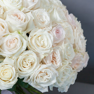 100 Garden Roses White Ohara
