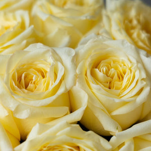 Dozen Cream Garden Roses