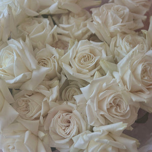 White French Roses