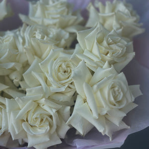 White French Roses