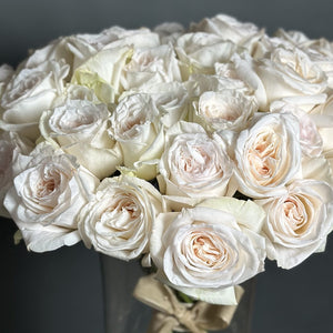 50 Garden Roses White Ohara