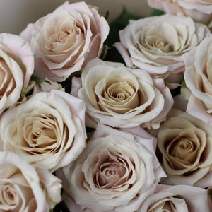 Dozen Powdery Roses