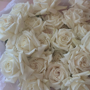 White French Roses