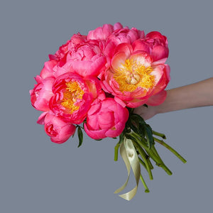 Dozen Coral Peonies