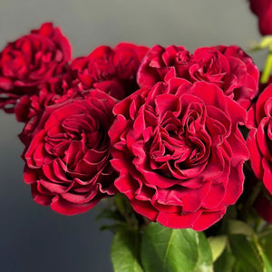2 Dozen Red Garden Roses
