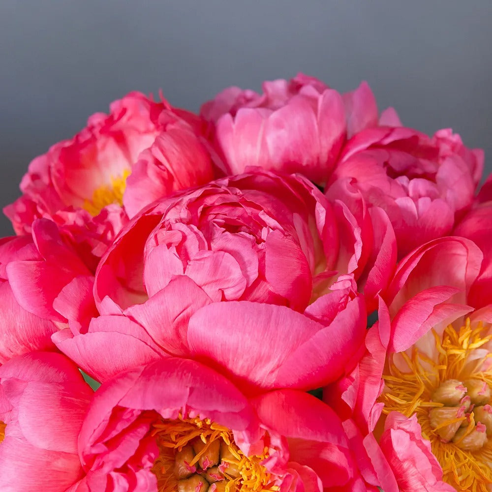 2 Dozen Coral Peonies