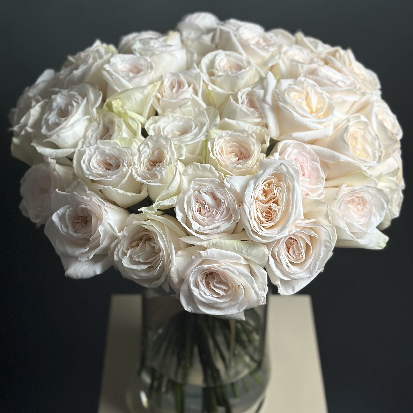 50 Garden Roses White Ohara