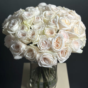 50 Garden Roses White Ohara