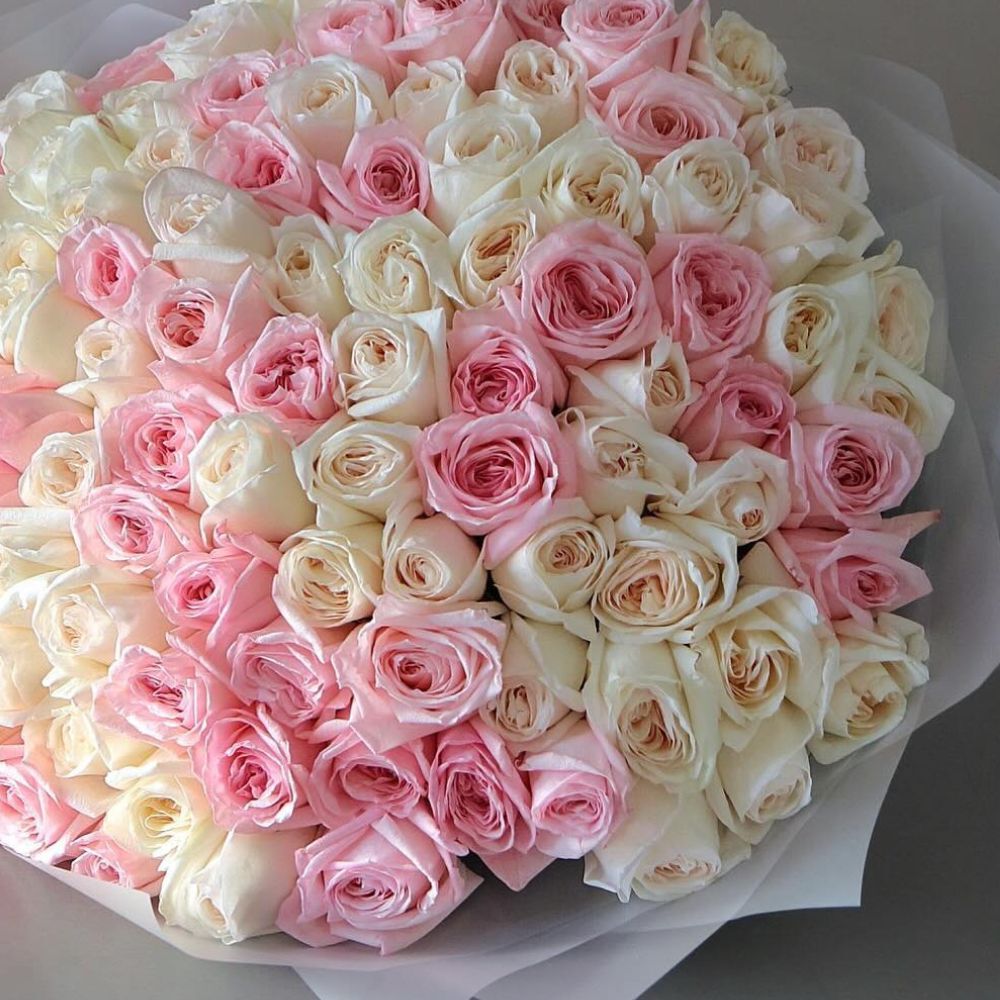 100 Garden Roses Ohara Mix