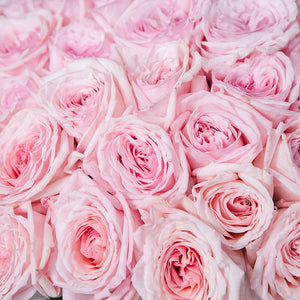 50 Garden Roses Pink Ohara