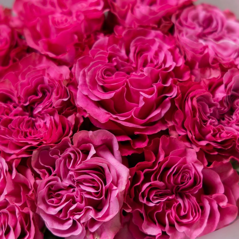 Dozen Garden Roses Country Blues