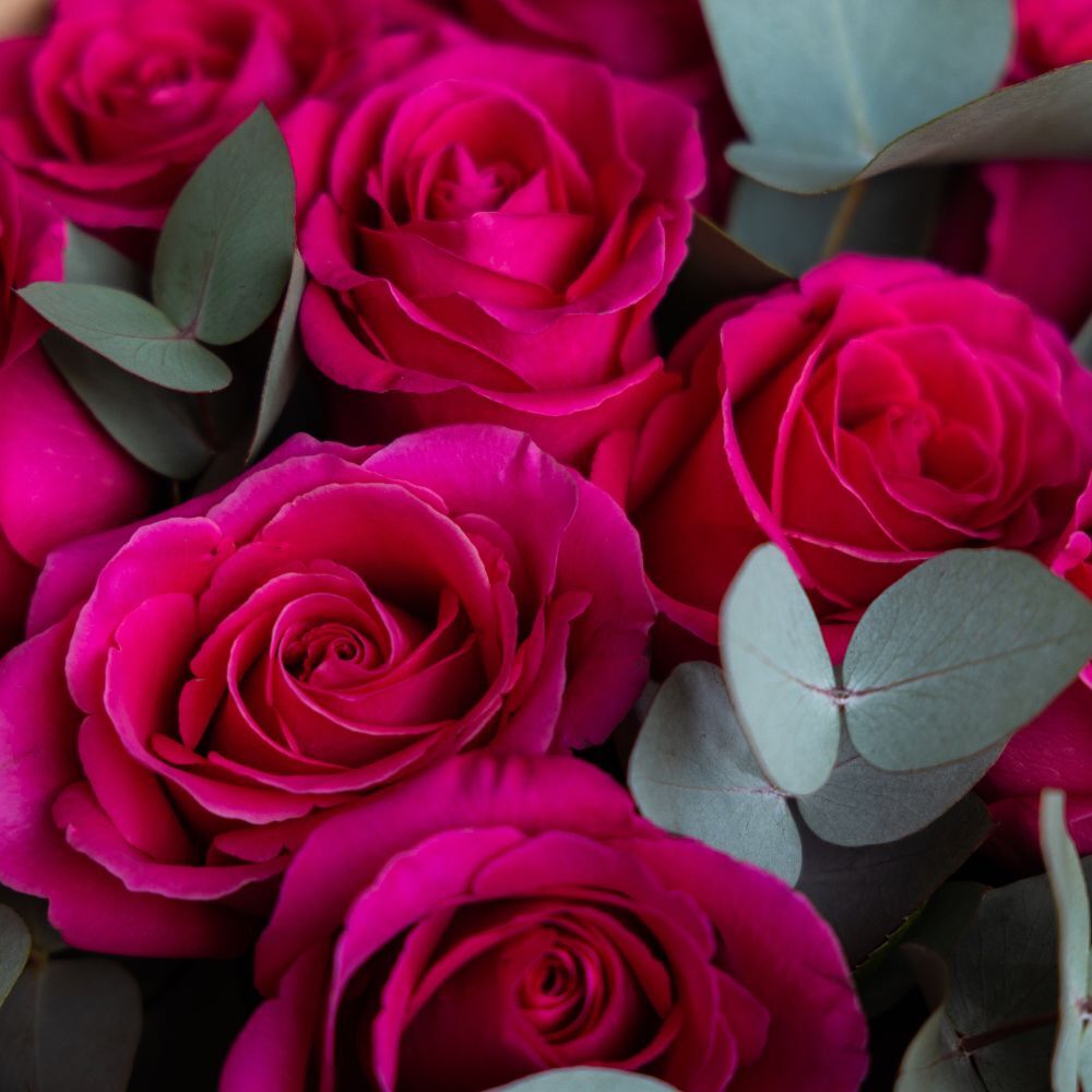 Dozen Hot Pink Roses