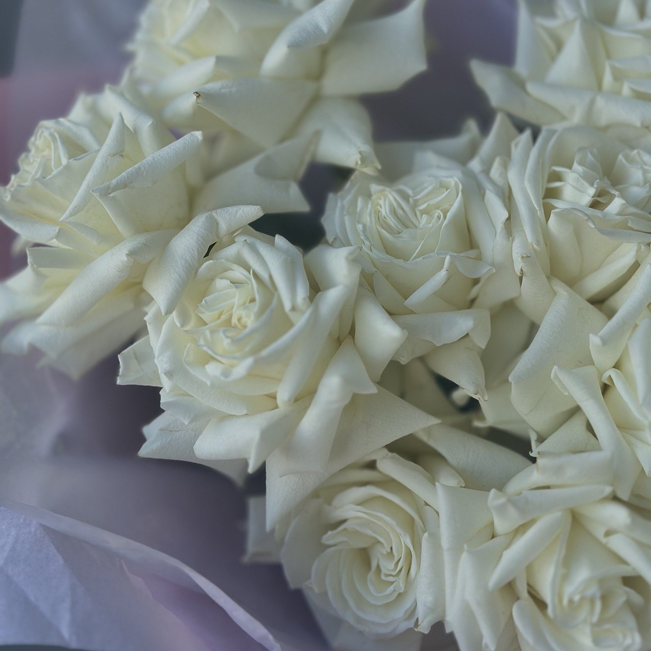 White French Roses