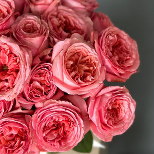50 Garden Roses Pink Xpression