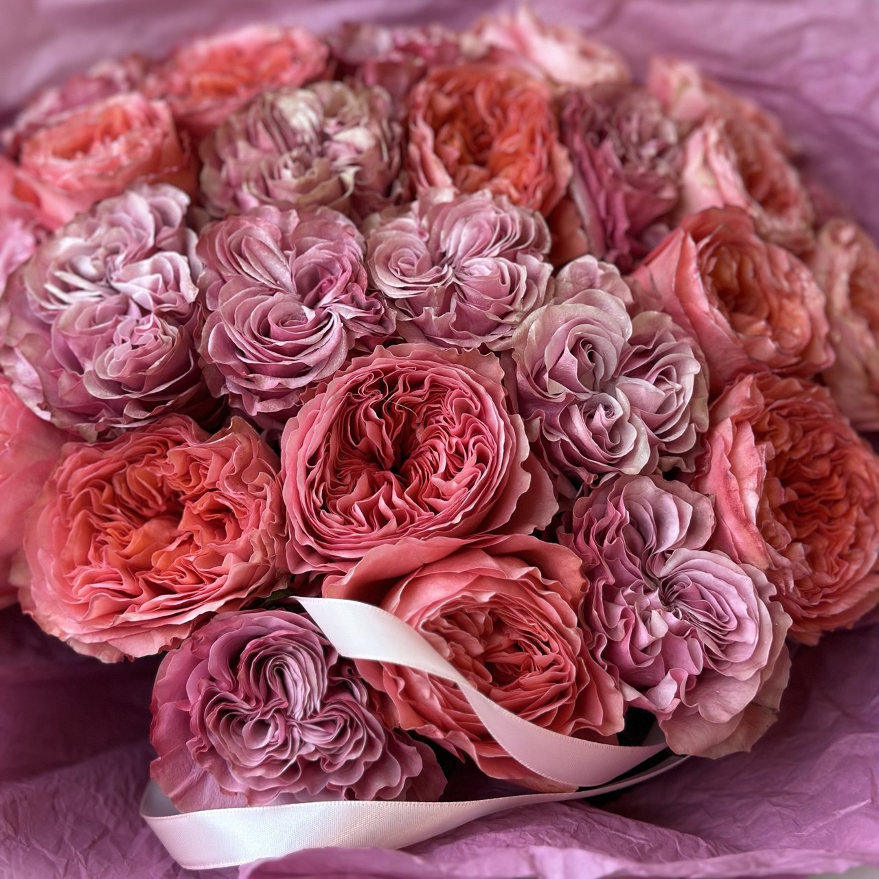 2 Dozen Pink Garden Roses Mix 2