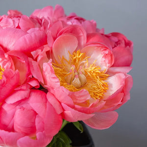 Dozen Coral Peonies