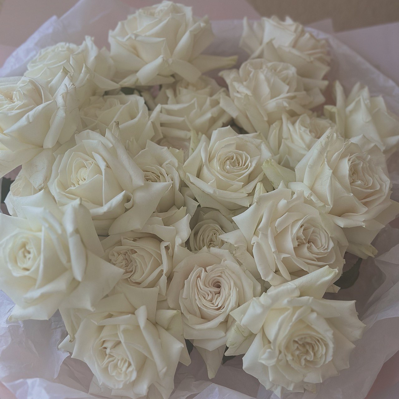 White French Roses