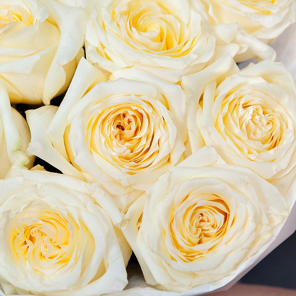 Dozen Garden Roses White Ohara