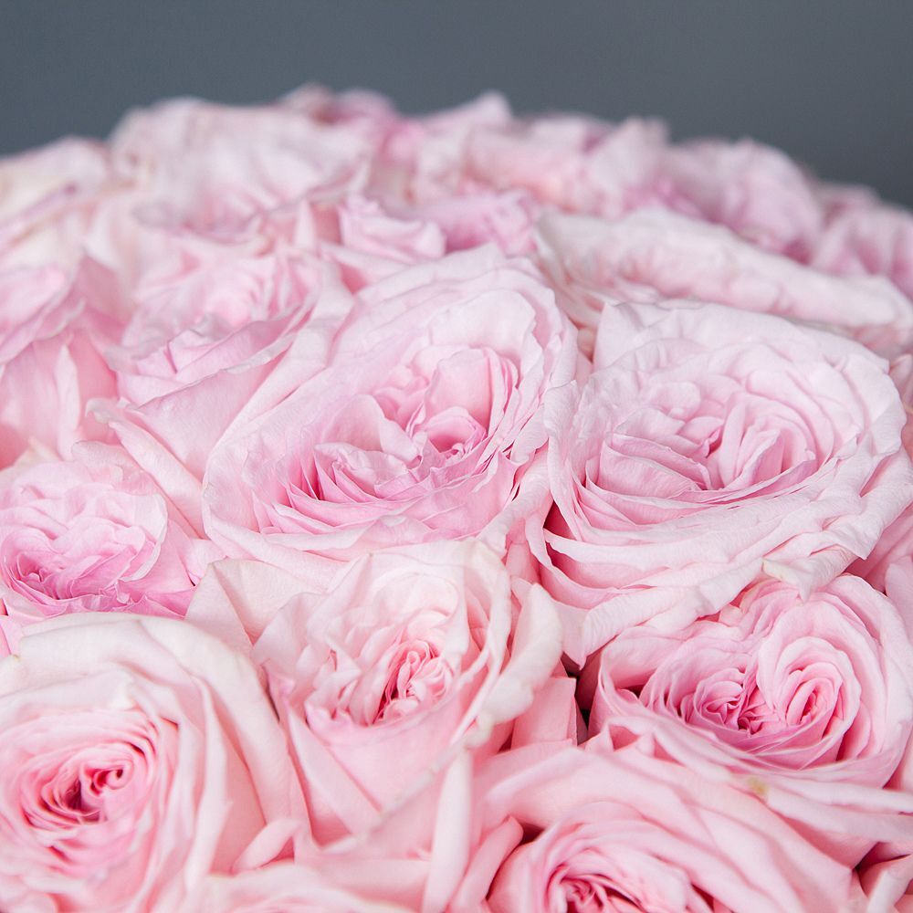 50 Garden Roses Pink Ohara