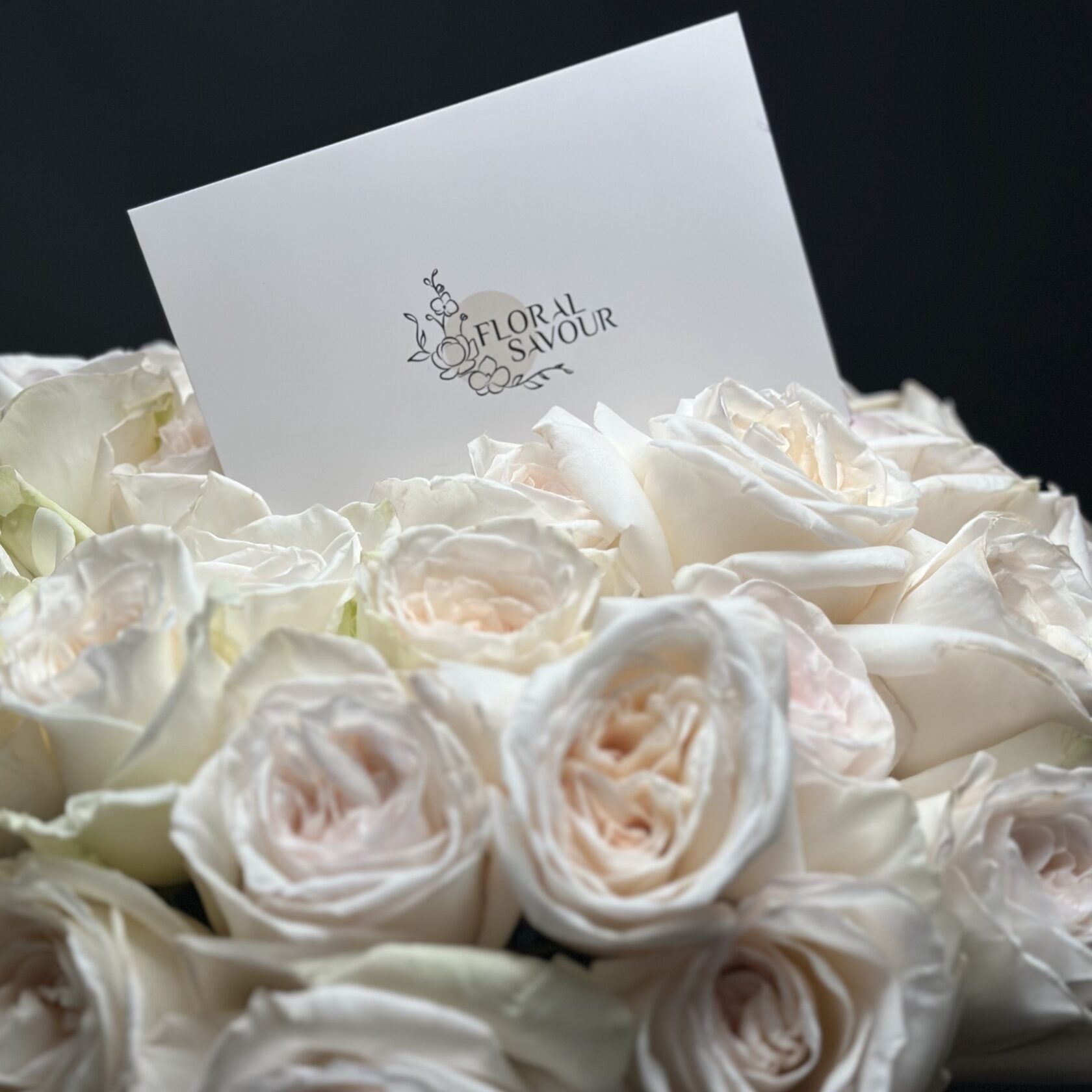 50 Garden Roses White Ohara