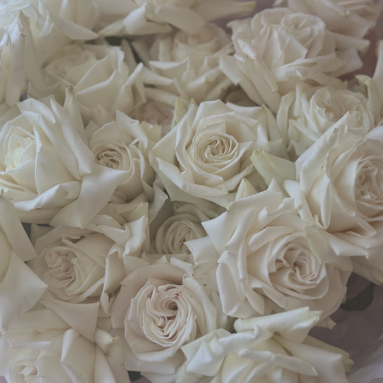 White French Roses