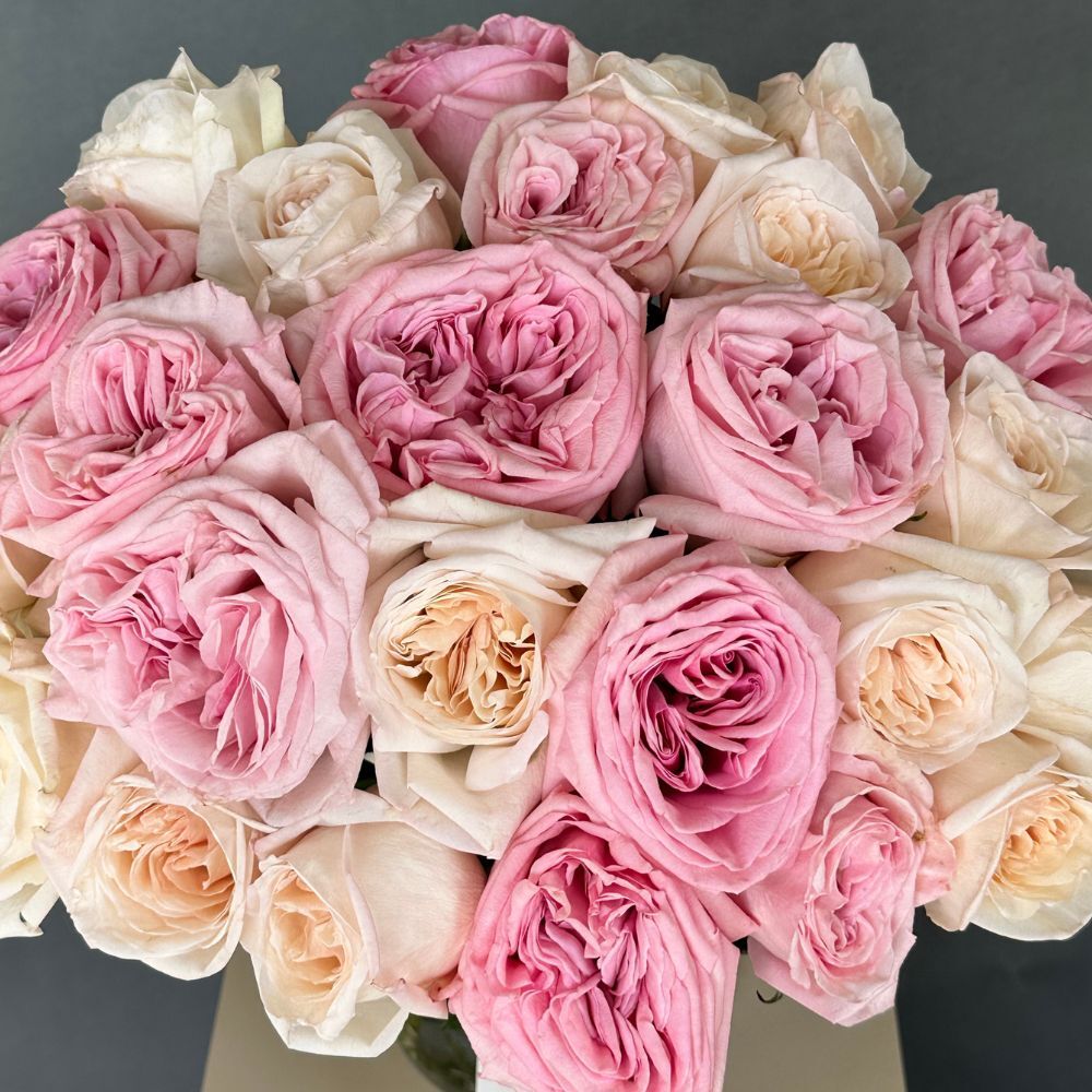 2 Dozen Garden Roses Ohara Mix