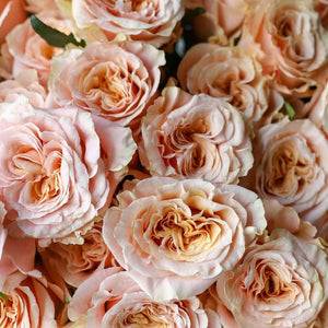 2 Dozen Peach Garden Roses