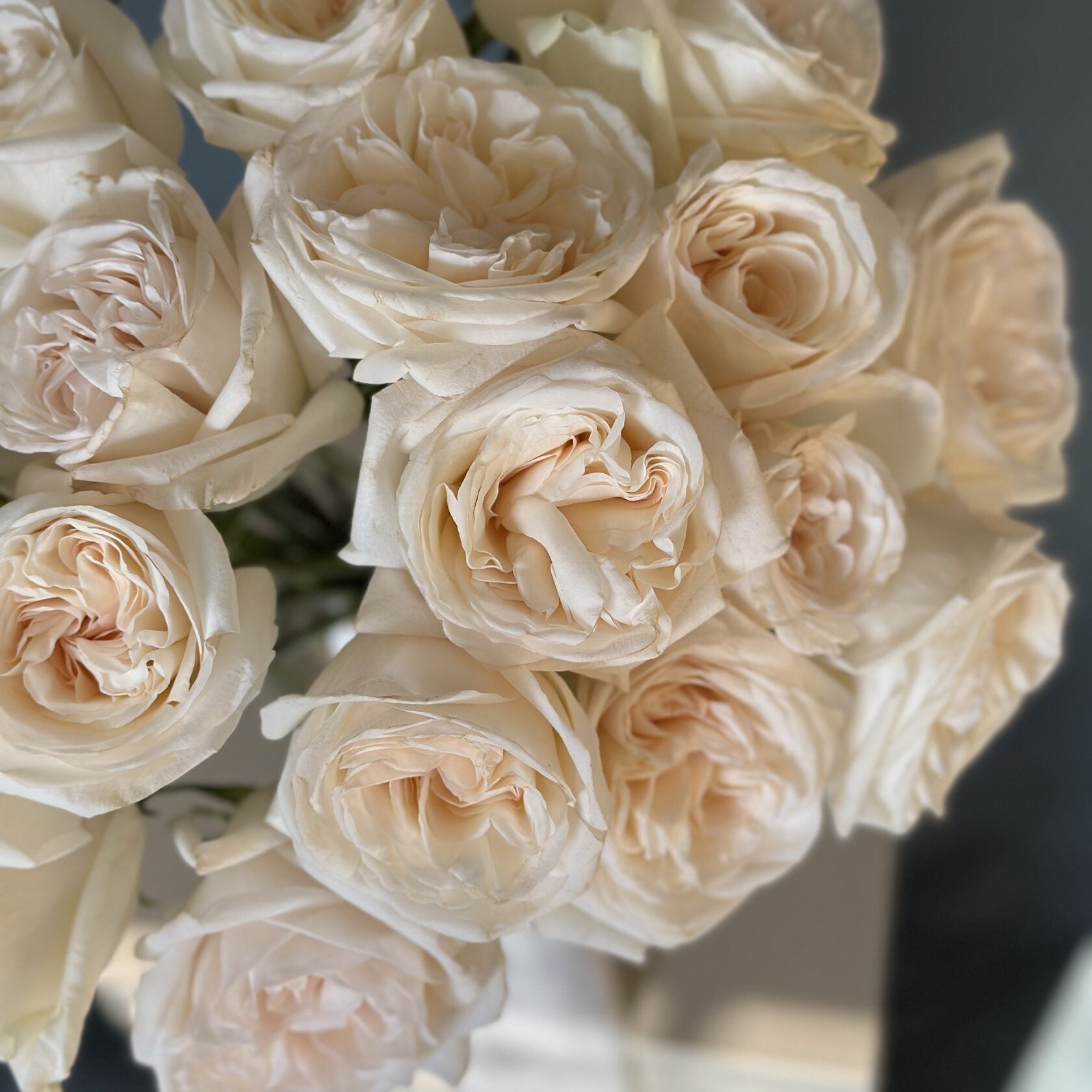 2 Dozen Garden Roses White Ohara