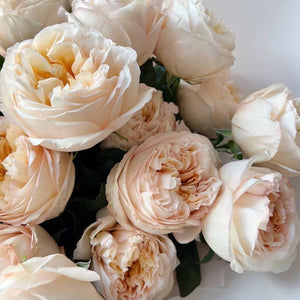 Ivory Garden Roses
