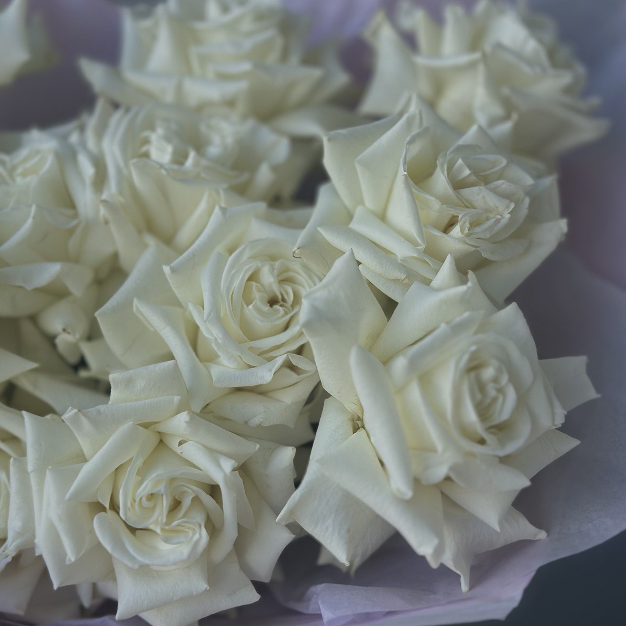 White French Roses