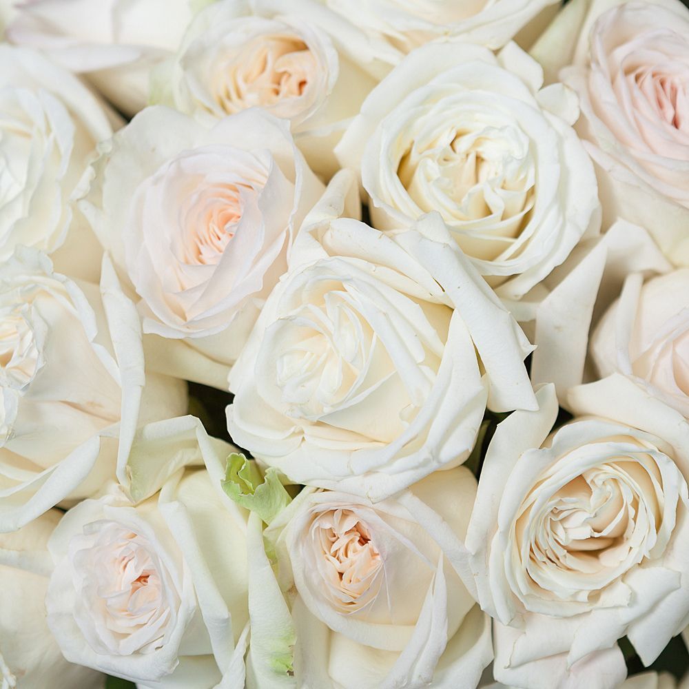 100 Garden Roses White Ohara