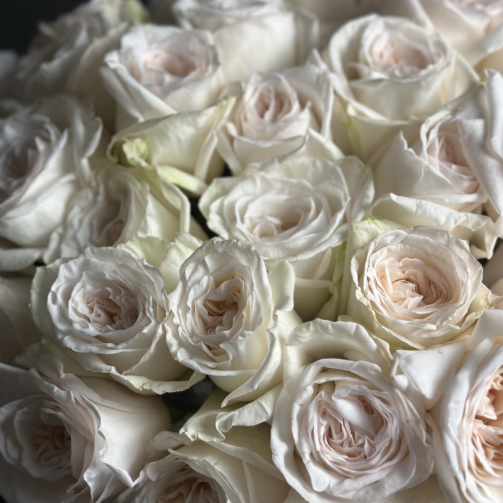 50 Garden Roses White Ohara