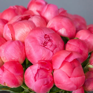 2 Dozen Coral Peonies