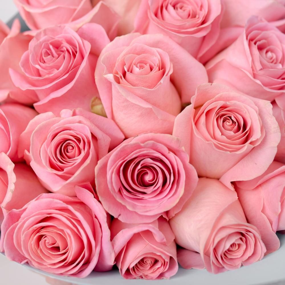 2 Dozen Classic Pink Roses