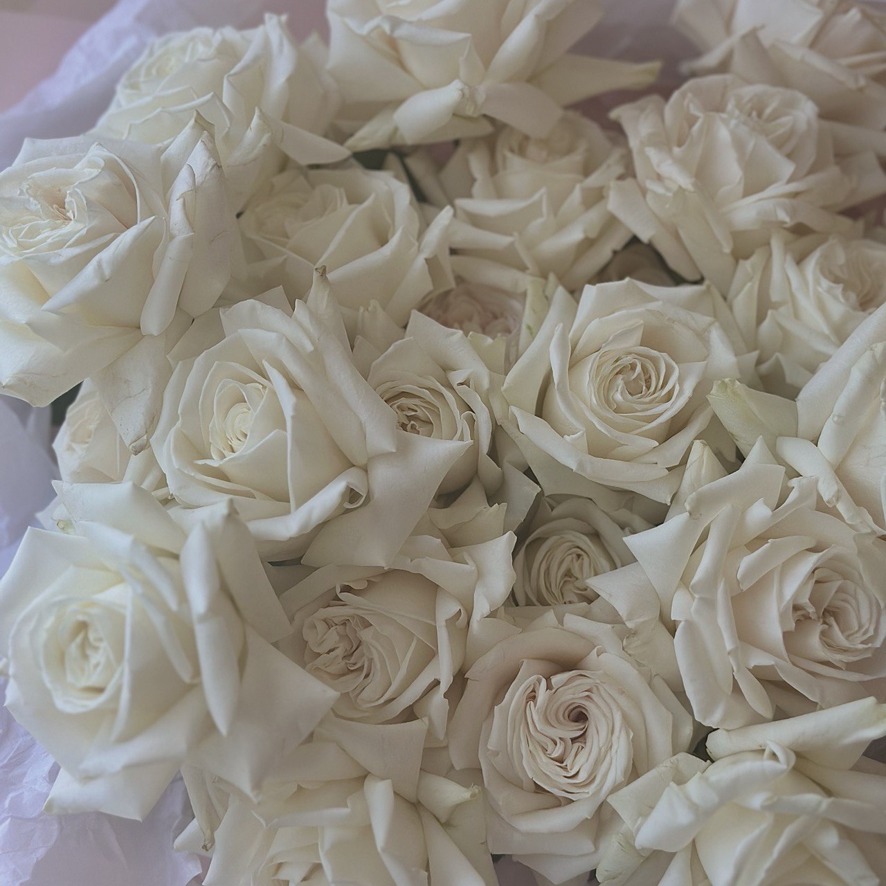 White French Roses