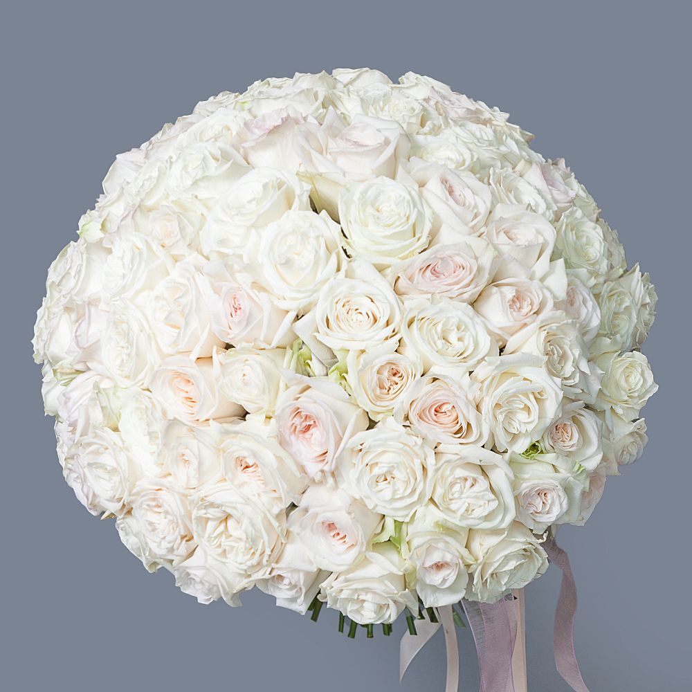 100 Garden Roses White Ohara