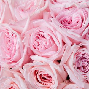 50 Garden Roses Pink Ohara