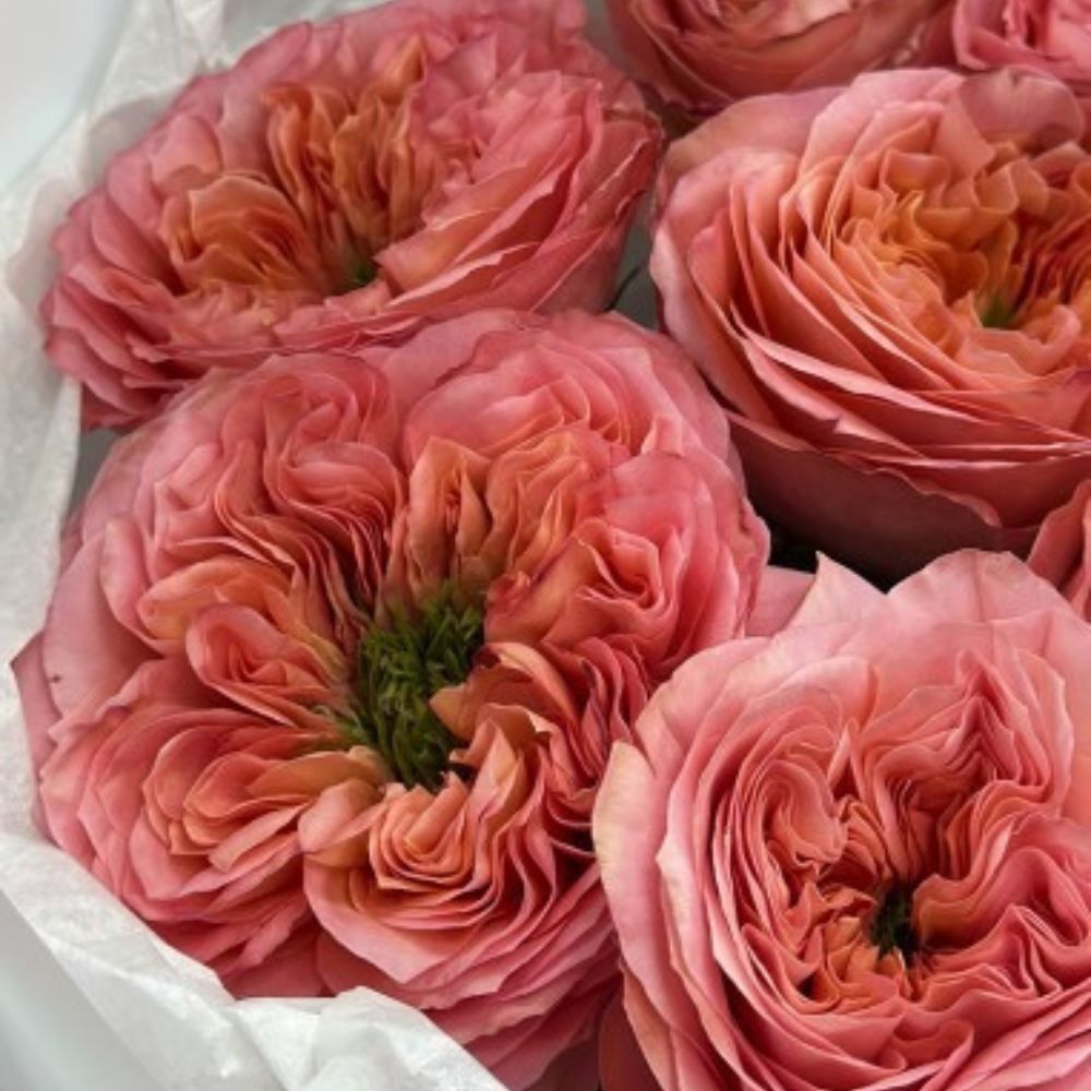 Garden Roses Mandarin