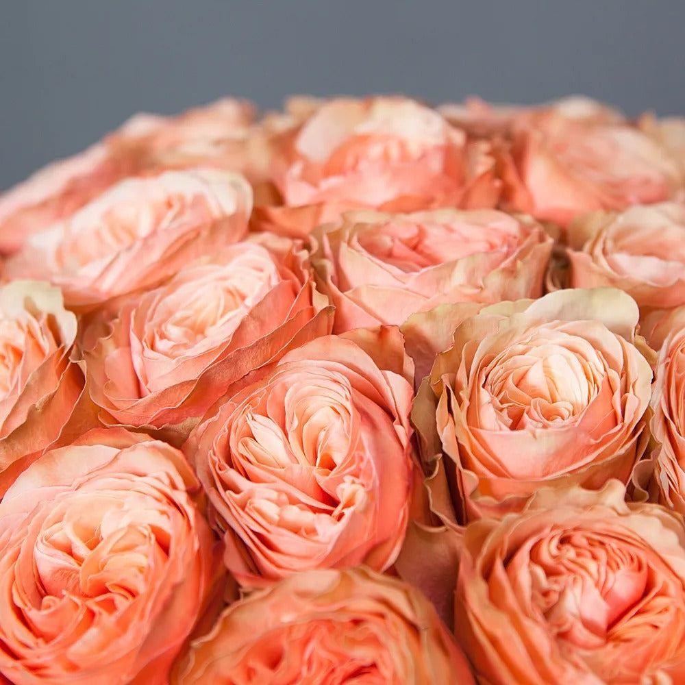 2 Dozen Garden Roses Kahala