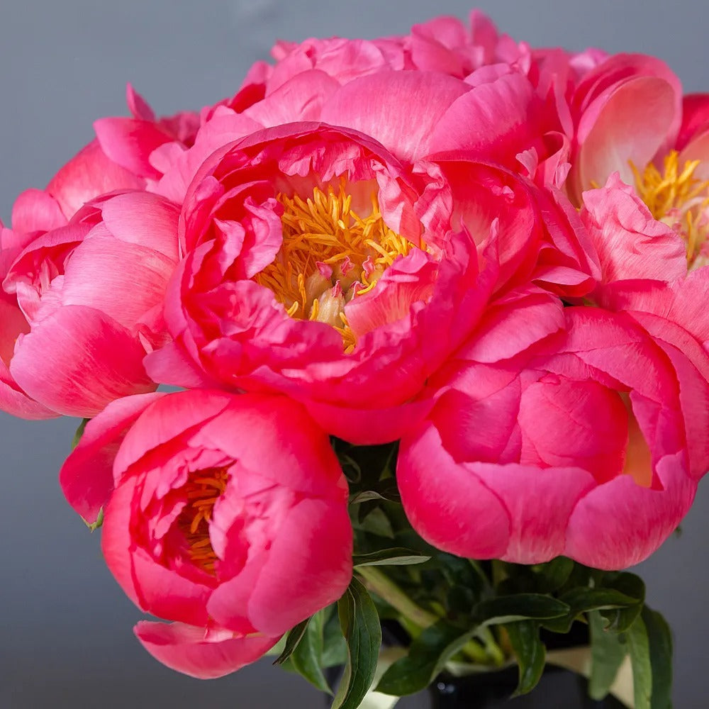 Dozen Coral Peonies