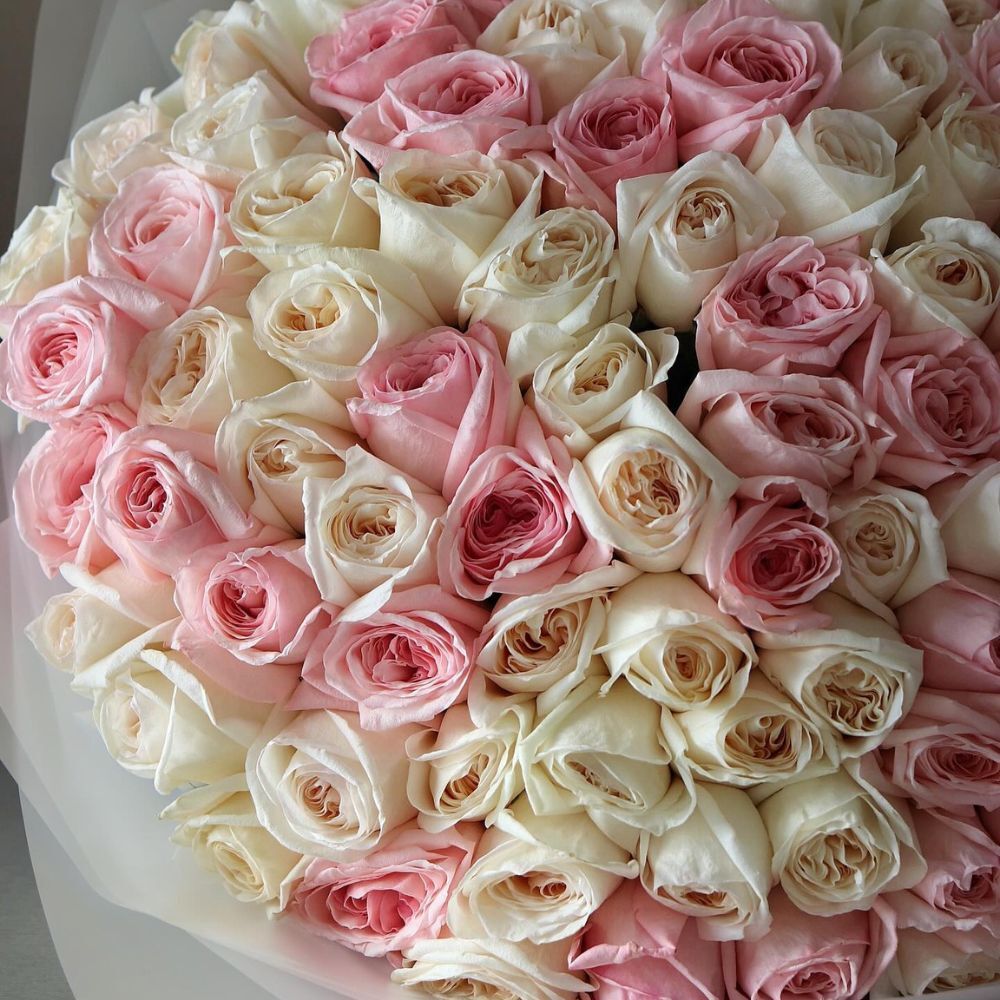100 Garden Roses Ohara Mix