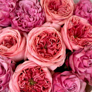 Dozen Pink Garden Roses Mix 2