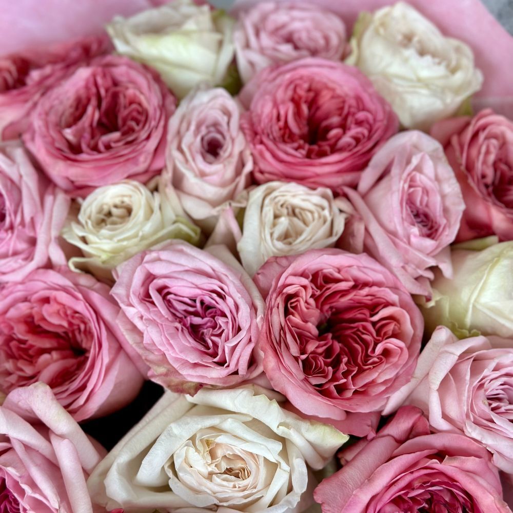 2 Dozen Garden Roses Mix