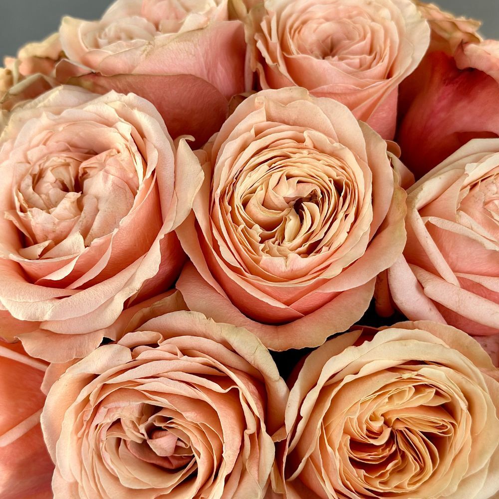 Hat Box of Peach Garden Roses