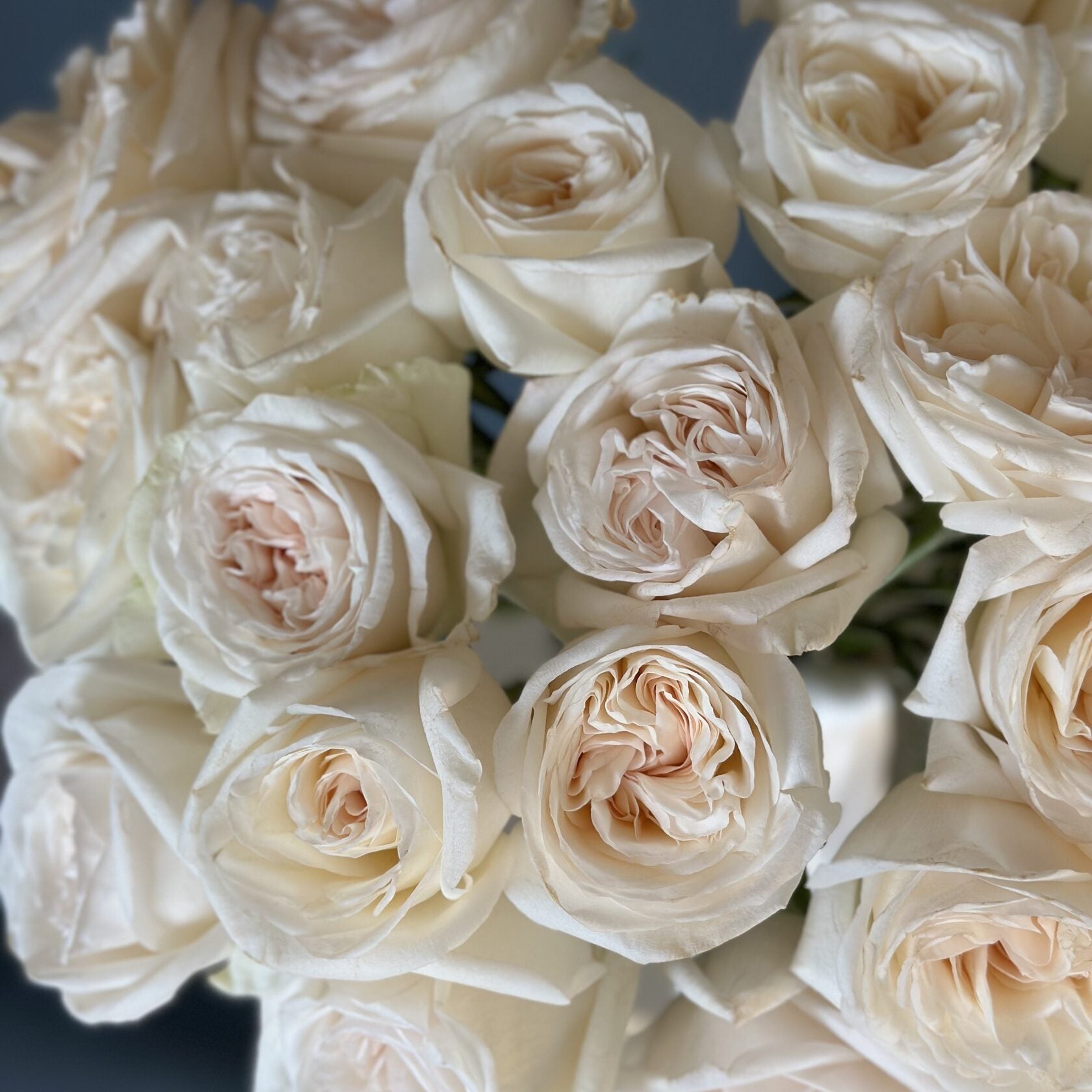 2 Dozen Garden Roses White Ohara
