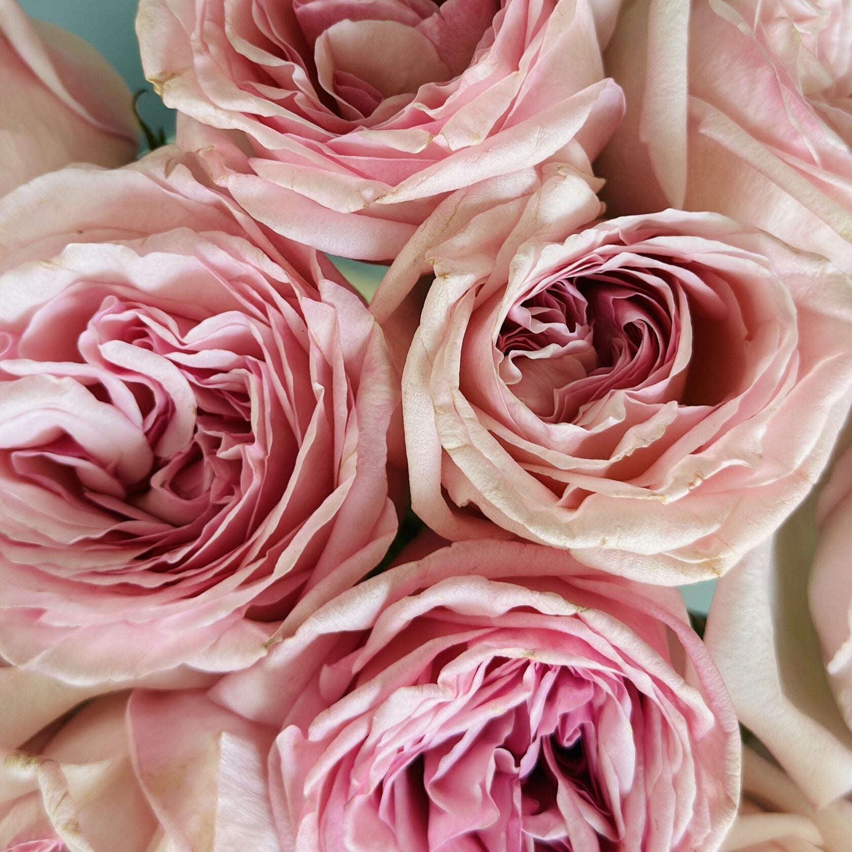2 Dozen Garden Roses Pink Ohara