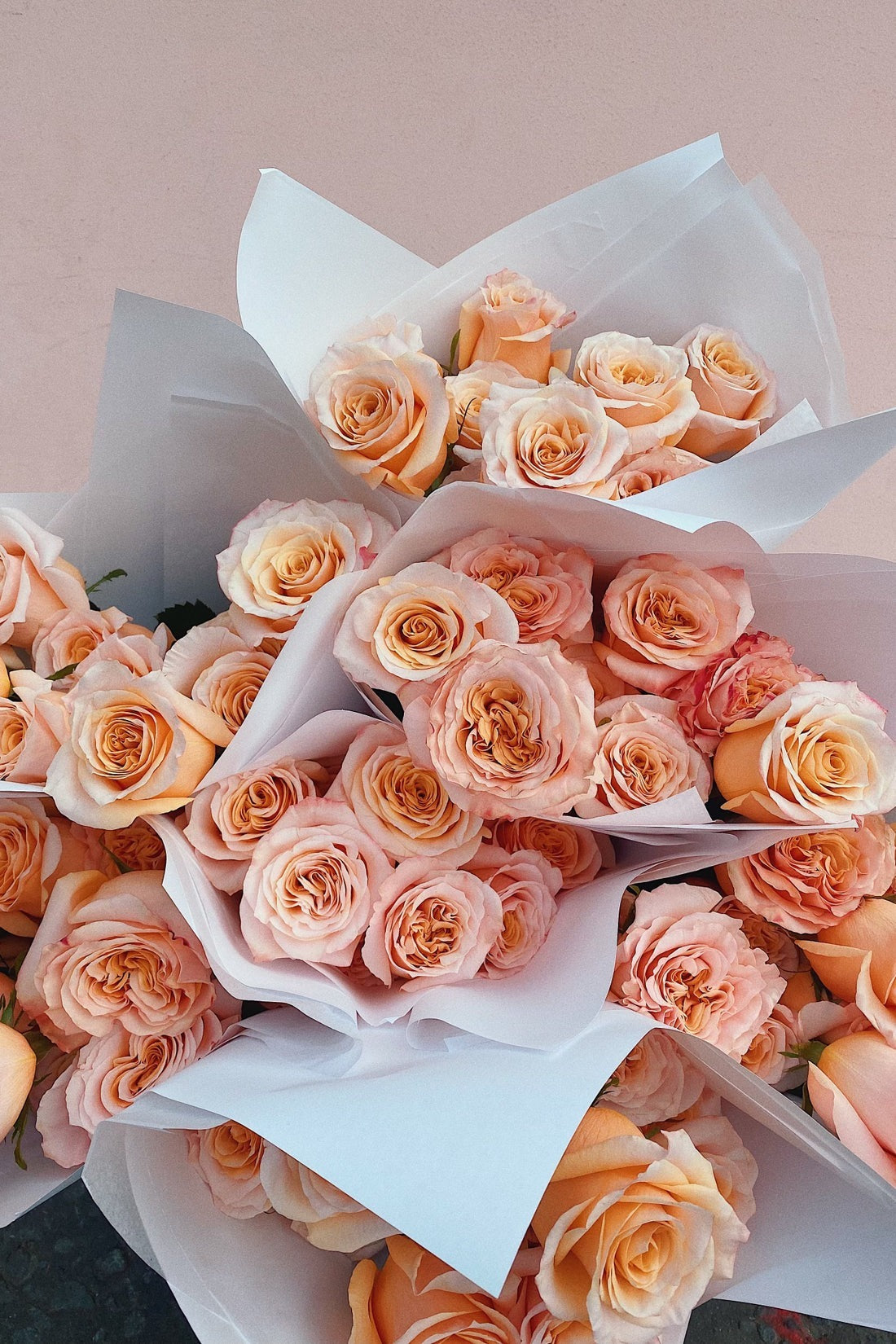 Dozen Peach Garden Roses