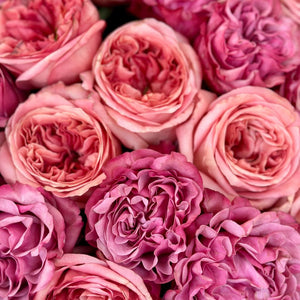 Dozen Pink Garden Roses Mix 2
